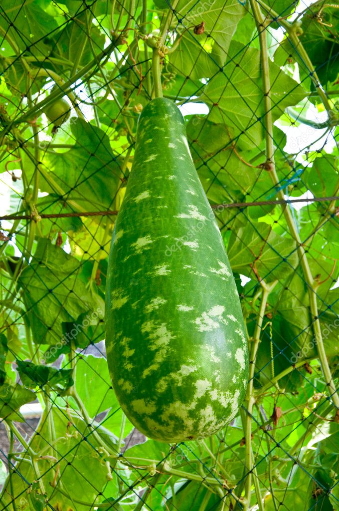 The Fresh bottle gourd — Stock Photo © cbenjasuwan 12176685