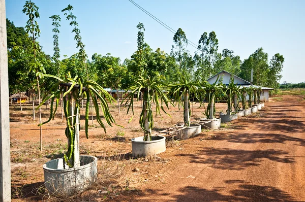 De dragon fruit plantage — Stockfoto