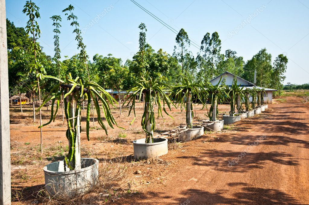 The Dragon fruit plantation Stock Photo by ©cbenjasuwan 12180438