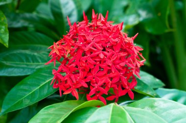The Red Ixora flower clipart