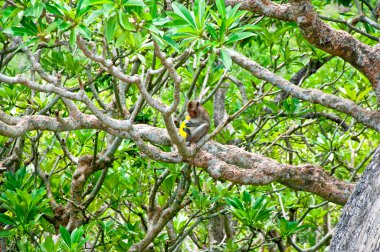 yeşil çay şişe ile maymun