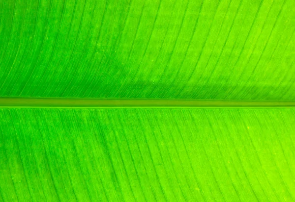 A textura tropical da folha de banana — Fotografia de Stock