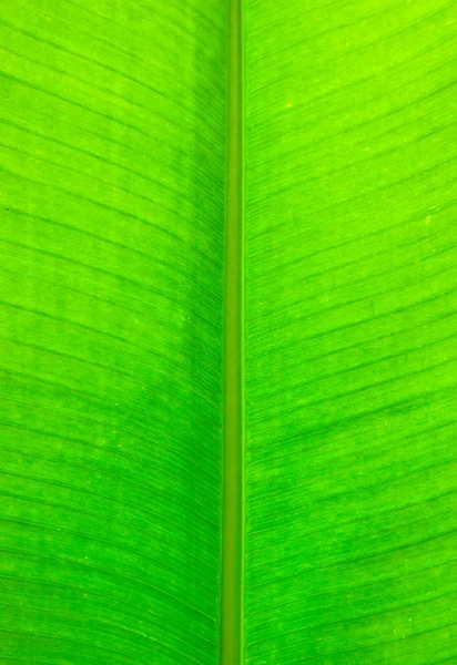 La texture tropicale della foglia di banana — Foto Stock