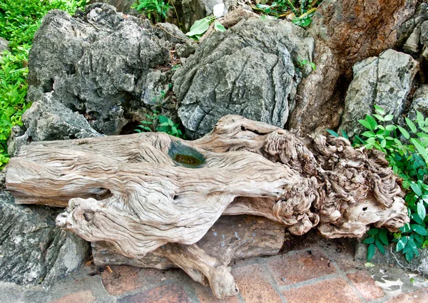 사자 머리 처럼 오래 된 나무 그 루터 기 모습 — 스톡 사진