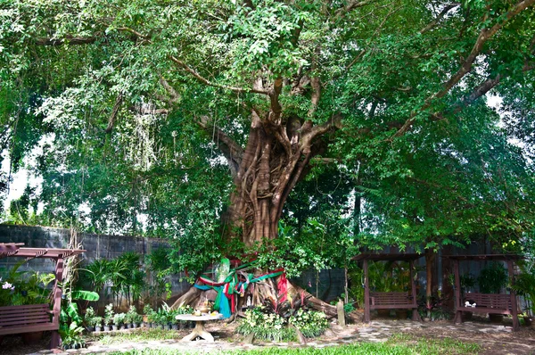 Велике дерево — стокове фото