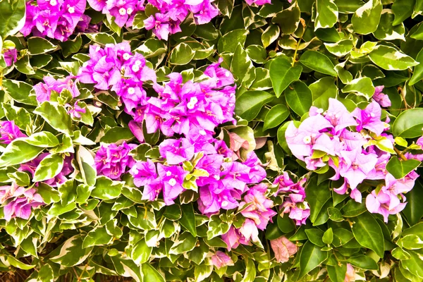 Blålila blommor. — Stockfoto