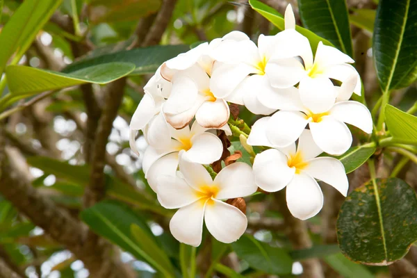 Mnoho bílé květy. — Stock fotografie
