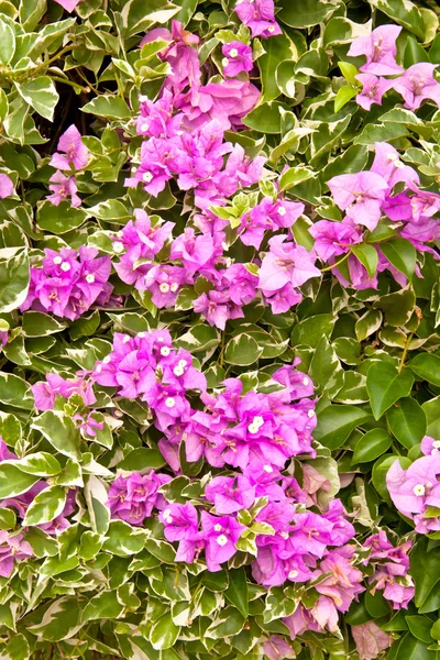 Fialové květy. — Stock fotografie