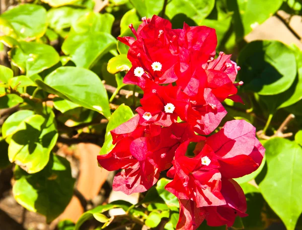 Červené květy. — Stock fotografie