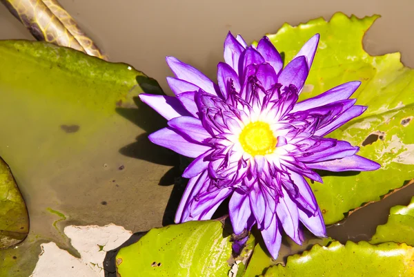 stock image Lotus in the pond.