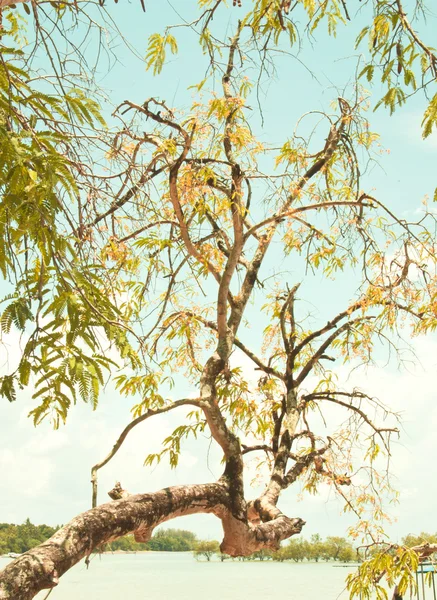 Takken van de boom. — Stockfoto