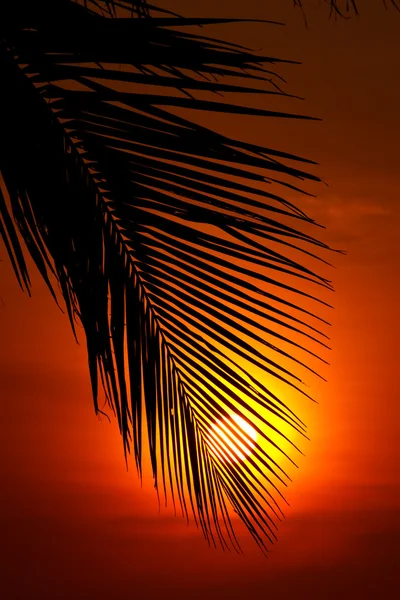 Puesta de sol detrás de la hoja de coco — Foto de Stock