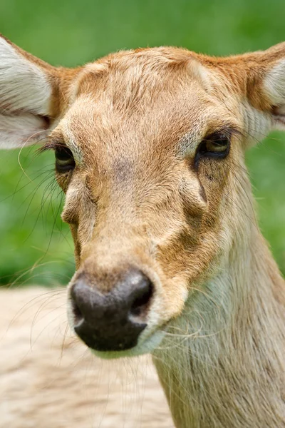 Retrato de gazela — Fotografia de Stock