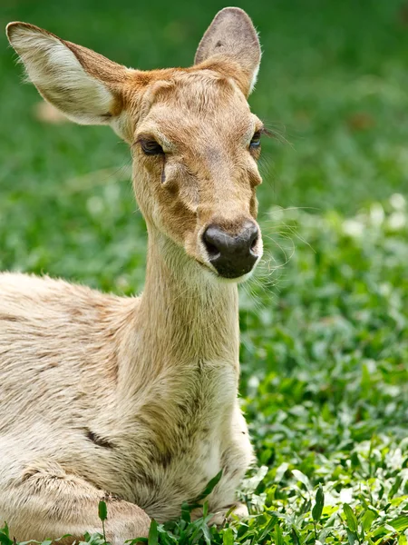 Retrato de gazela — Fotografia de Stock