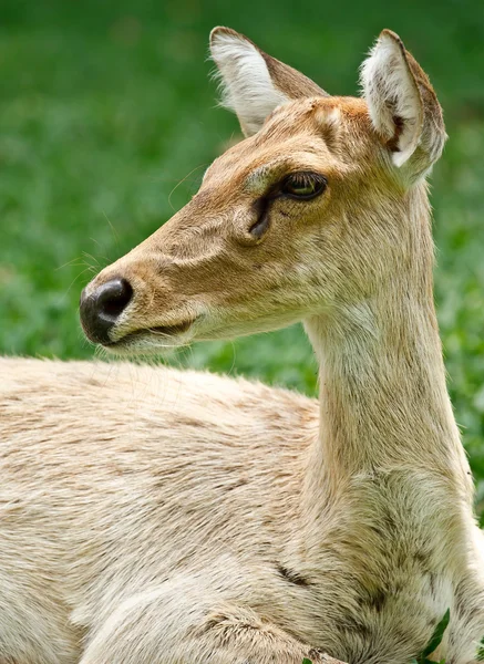 Gazelle portrait — Stock Photo, Image