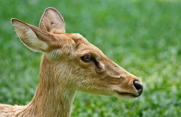 Gazelle portret — Stockfoto