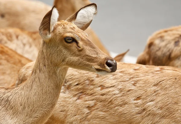 Gazelle portrait — Stock Photo, Image