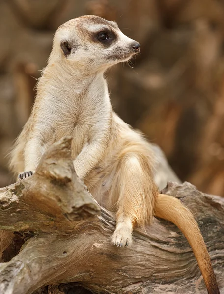 stock image Meerkat