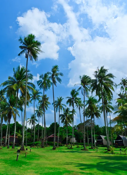 Árboles de coco y cielo azul — Foto de Stock