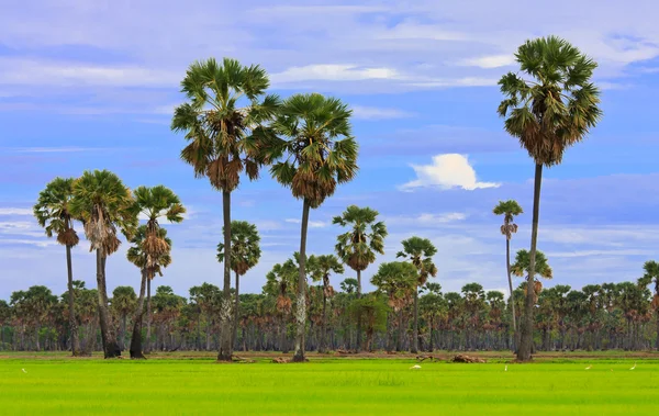 stock image View of rural in tropical country