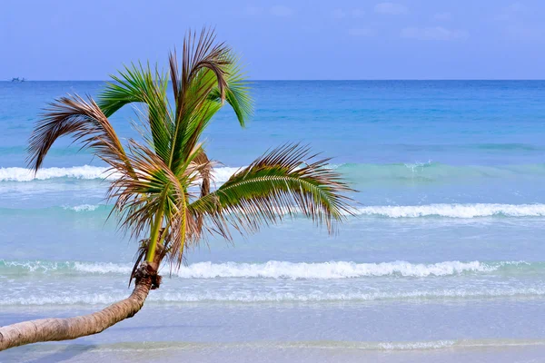 Coco palma e mar — Fotografia de Stock