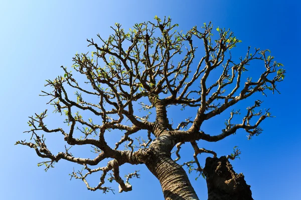 Шаблон дерева в голубом небе — стоковое фото