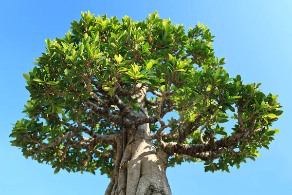 Mavi gökyüzündeki ağaç — Stok fotoğraf