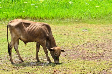 Asian bloodline cow in tropical field