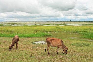 Asian bloodline cow in tropical field