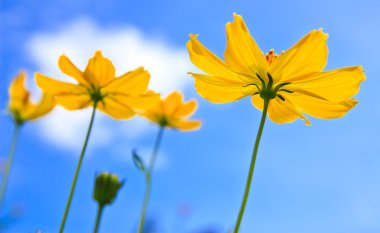 Sarı cosmos çiçek ve mavi gökyüzü