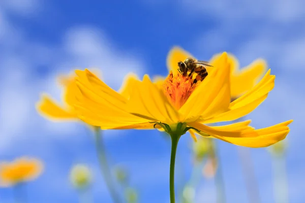 Stock image Insect and Cosmos flower