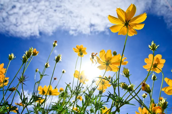 stock image Cosmos and blue sky