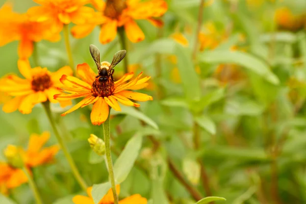 stock image Bee and zinnia flowers