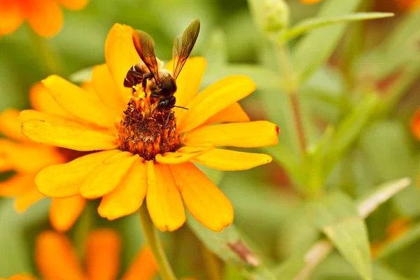 stock image Bee and zinnia flowers