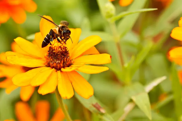 stock image Bee and zinnia flowers