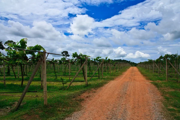 stock image Road in wineyard