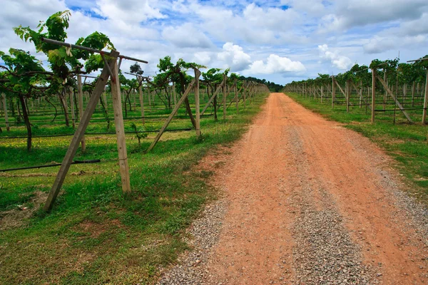 stock image Road in wineyard