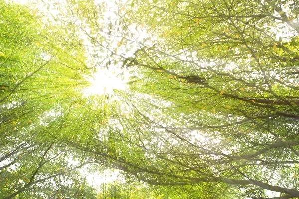 Sunbeam las tropikalny — Zdjęcie stockowe