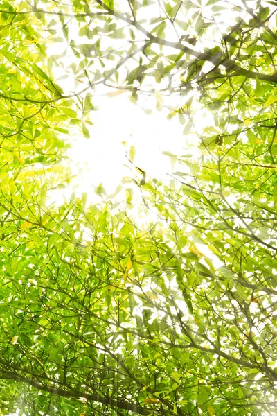 Sunbeam tropikal orman üzerinde — Stok fotoğraf