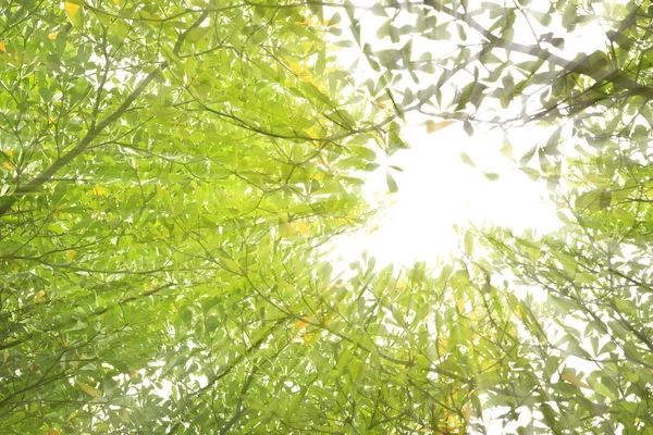 Sunbeam över tropisk skog — Stockfoto