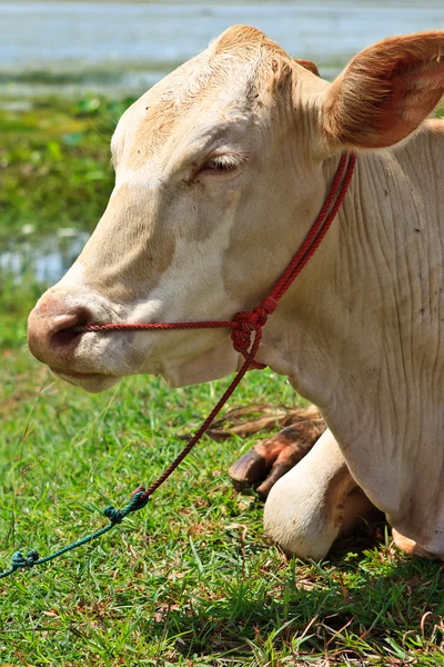 stock image Asian lineage cow in tropical field