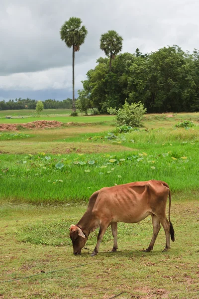 उष्णकटिबंधीय क्षेत्र में एशियाई वंश गाय — स्टॉक फ़ोटो, इमेज