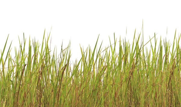 Tropische gras — Stockfoto