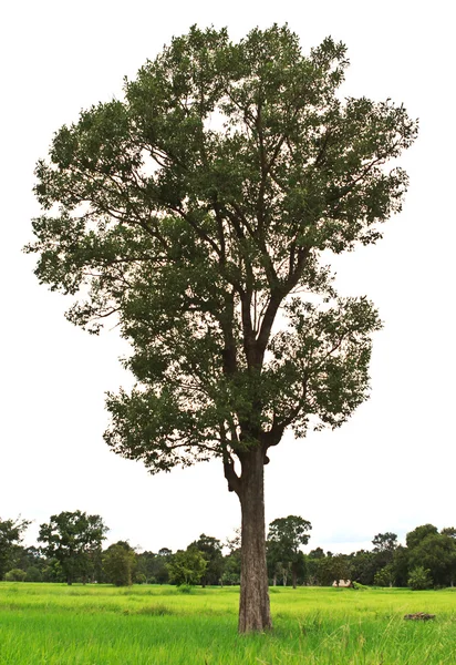 Großer tropischer Baum im Reisfeld — Stockfoto