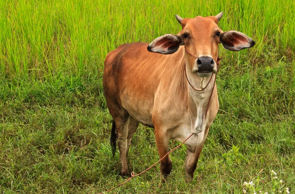 stock image Asian bloodline cow in tropical field