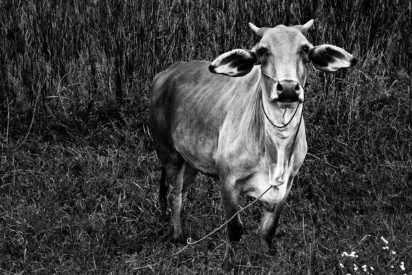 stock image Asian bloodline cow in tropical field