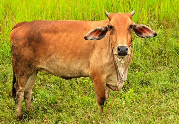 stock image Asian bloodline cow in tropical field