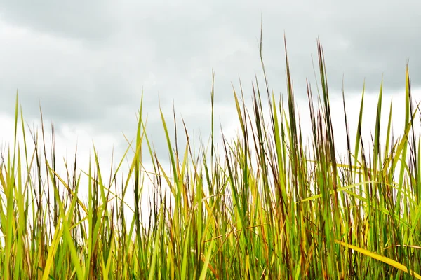 Tropical grass — Stock Photo, Image