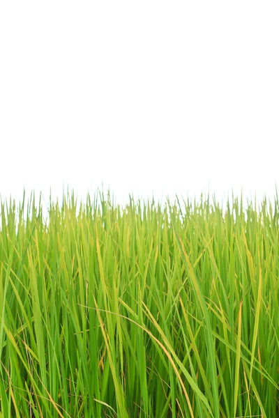 Tropische gras — Stockfoto