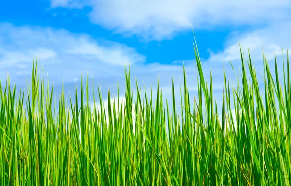 Folhas de arroz e céu azul — Fotografia de Stock